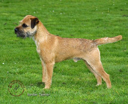 Border Terrier 9T067D-045.JPG